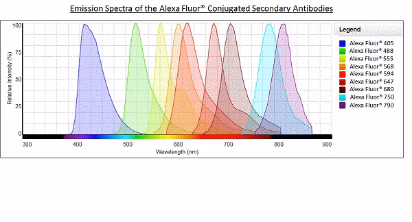 Goat Mouse Igg H L Alexa Fluor 488 Ab150113 Alexa Fluor Img27797
