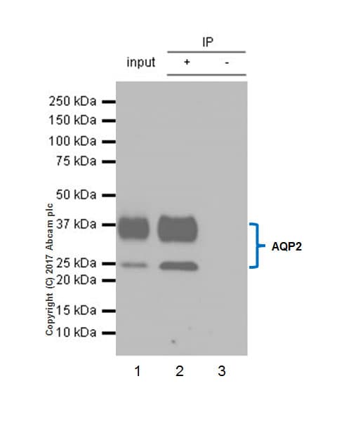 Anti-Aquaporin 2 antibody [EPR21080] - BSA and Azide free(AB230170)