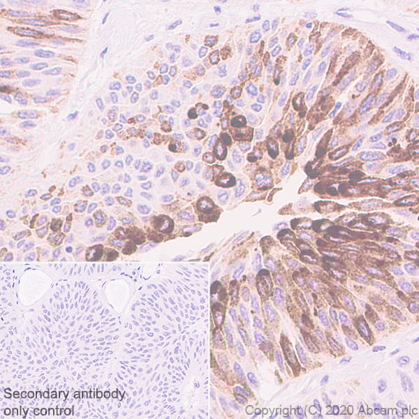 Anti-MUC2 antibody [EPR23479-47](AB272692)