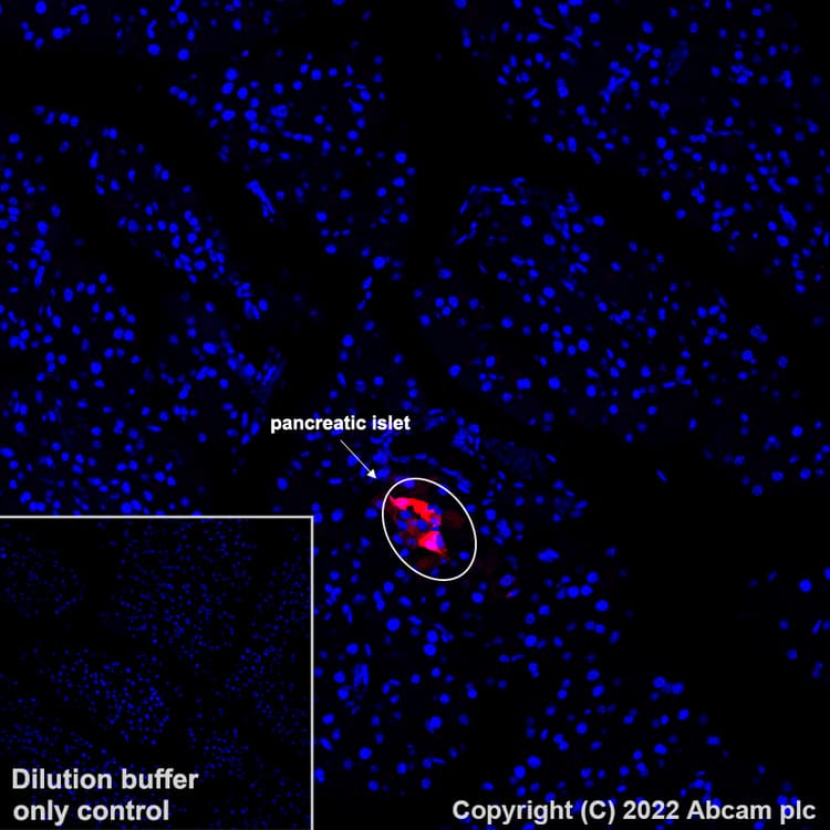 Alexa Fluor® 647 Anti-Glucagon antibody [EP3070](AB307337)