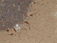 Anti-Mitofilin antibody [2E4AD5] - Mitochondrial Marker(AB110329)