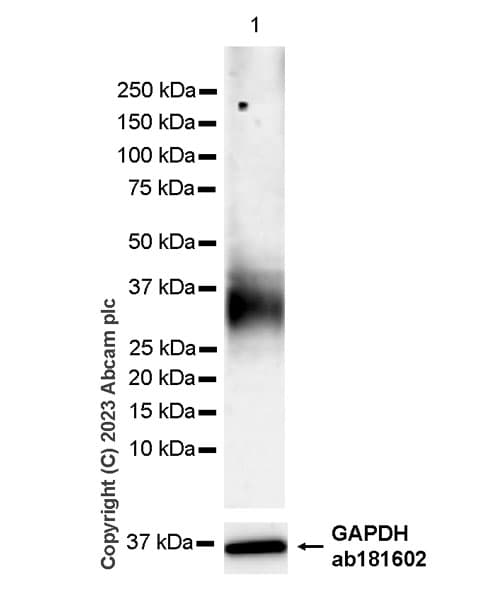 Anti-mouse IgG for IP (HRP)(AB131368)