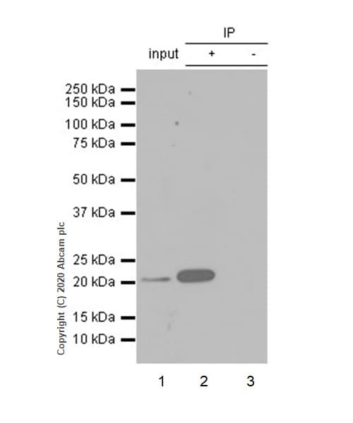 Anti-CD3 epsilon antibody [EP449E](AB52959)