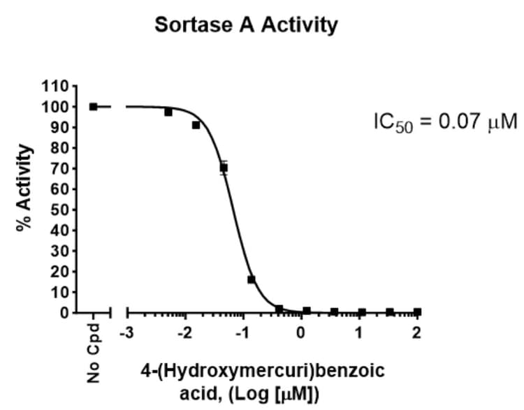 Recombinant Sortase A protein (His tag)(AB198443)