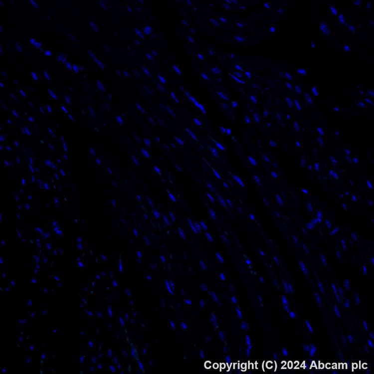 Alexa Fluor 488 Madcam1 Antibody Epr27223 58 Ab318243  Immunohistochemistry Formalin Pfa Fixed Paraffin Embedded Sections Img433274