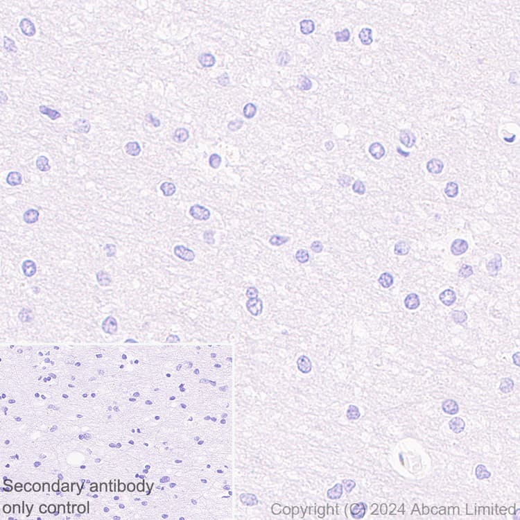 Anti-groEL antibody [EPR28718-8] - BSA and Azide free(AB318971)
