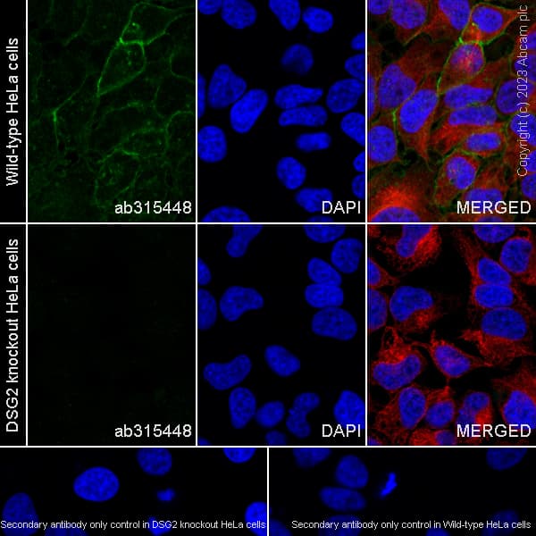 Goat Anti-Rabbit IgG H&L (Alexa Fluor® 488) preadsorbed(AB150081)