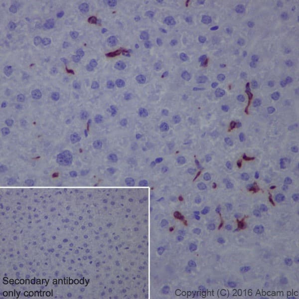 Anti-CD163 antibody [EPR19518] - BSA and Azide free(AB213612)