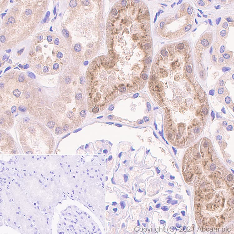 Cystatin C Antibody Epr4413 Ab109508  Immunohistochemistry Formalin Pfa Fixed Paraffin Embedded Sections Img400226