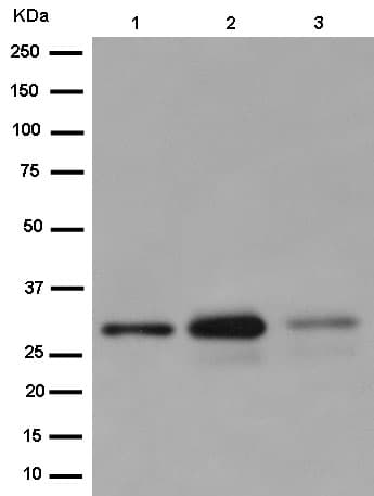 Anti-TMEM192 antibody [EPR14330-67](AB186737)