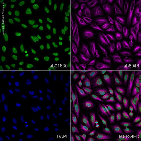 Goat Anti-Mouse IgG H&L (Alexa Fluor® 488) preadsorbed(AB150117)