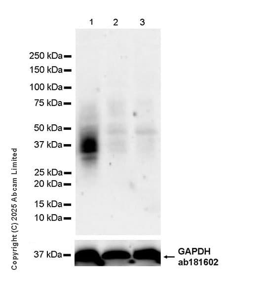Goat Anti-Rabbit IgG H&L (HRP)(AB97051)