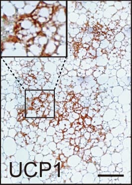 Anti-UCP1 antibody(AB10983)