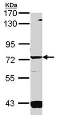 Guanylyl Cyclase Alpha 1 Gucy1a3 Antibody Ab101368  Western Blot Img161086