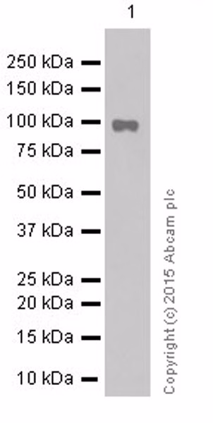 Stat6 Antibody Ye361 Ab32520 Western Blot Img27850