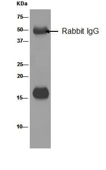 Peroxiredoxin 5 Antibody Epr14528b Bsa And Azide Free Ab250136  Immunoprecipitation Img19818