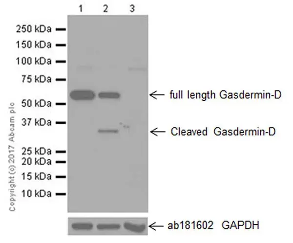 Anti-GSDMD antibody [EPR19828](AB209845)