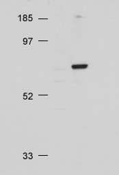 Anti-pan-AKT antibody(AB8805)