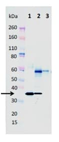 Alpha Hemolysin Antibody 8b7 N Terminal Ab190467  Western Blot Img88413