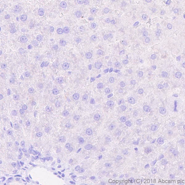 Bnp Antibody Epr22339 65 Bsa And Azide Free Ab243857  Immunohistochemistry Formalin Pfa Fixed Paraffin Embedded Sections Img122778
