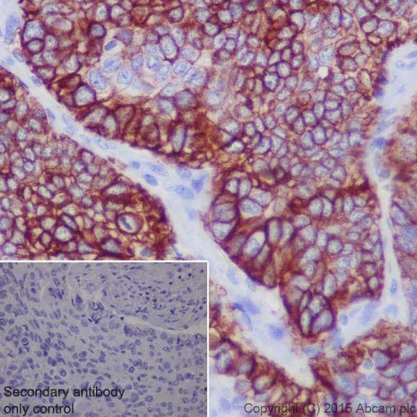Anti-SLC7A5/LAT1 antibody [EPR17573] - BSA and Azide free(AB215822)