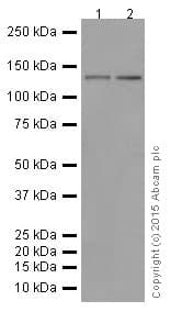 Pcdh11x Antibody Epr16916 Bsa And Azide Free Ab251398  Western Blot Img83581