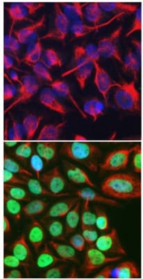 Anti-c-Fos antibody [2H2](AB208942)