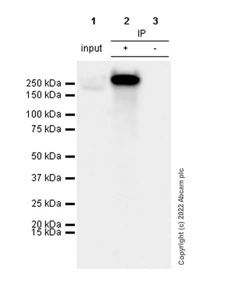 Anti-Collagen III antibody [EPR17673](AB184993)