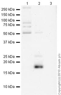 Anti-Histone H2A.X antibody - ChIP Grade(AB20669)