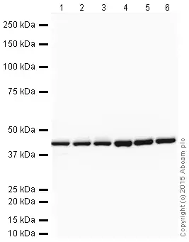 Anti-beta Actin antibody(AB8227)