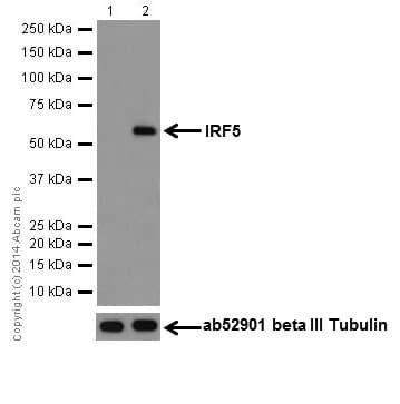 Anti-IRF5 antibody [EPR17067](AB181553)
