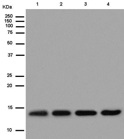 Nhp2l1 Antibody Epr11671 Ab181982  Western Blot Img116245