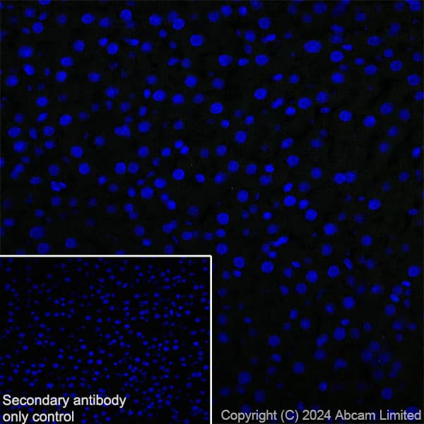 Anti-Nogo A + Nogo D antibody [EPR26286-15] - BSA and Azide free(AB318265)