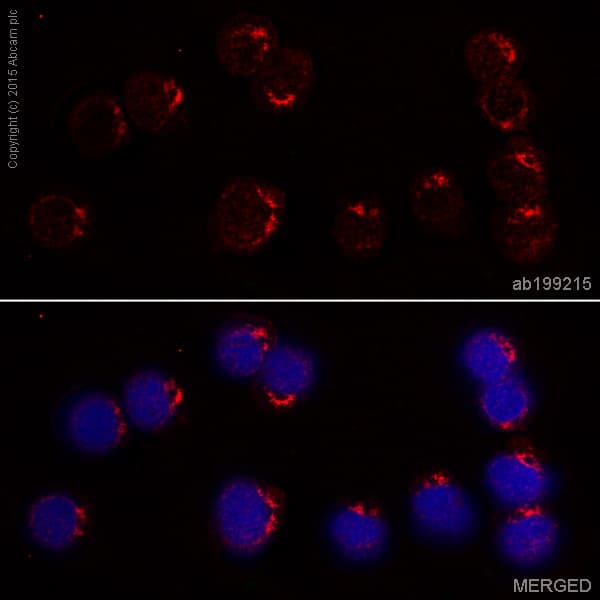 Alexa Fluor 647 Il 2 Antibody Epr2780 Ab199215  Immunocytochemistry Immunofluorescence Img85675