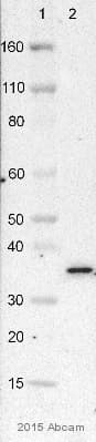Anti-VDAC1/Porin + VDAC3 antibody [20B12AF2](AB14734)