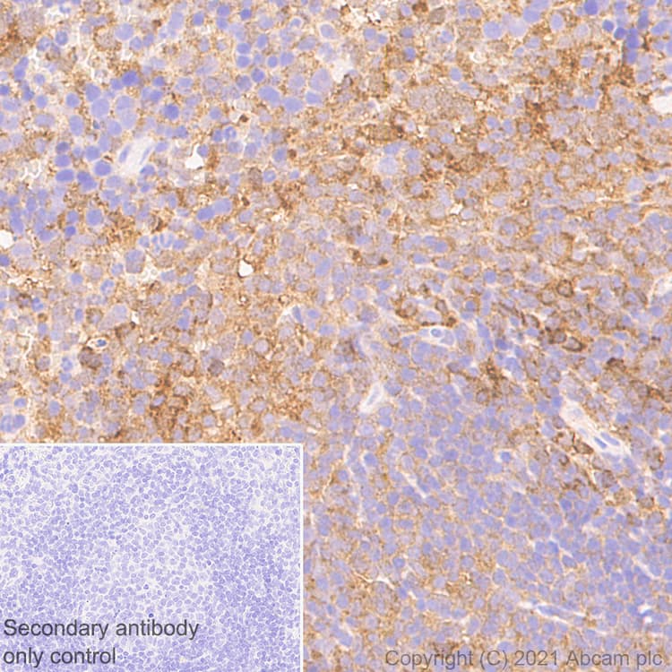 Anti-STAT1 antibody [1/Stat1](AB281999)