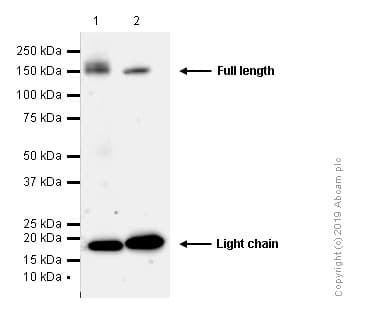 Anti-Integrin alpha 5 antibody [EPR7854] - Low endotoxin, Azide free(AB221606)