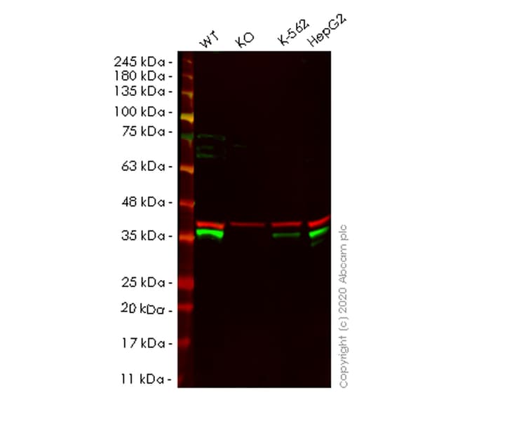 Western%20blot%20 %20human%20prkra%20(Pact)%20knockout%20hek 293t%20cell%20line%20(Ab266806)  Western Blot Img10535