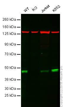Anti-TIA1 antibody [EPR9304] - BSA and Azide free(AB230829)