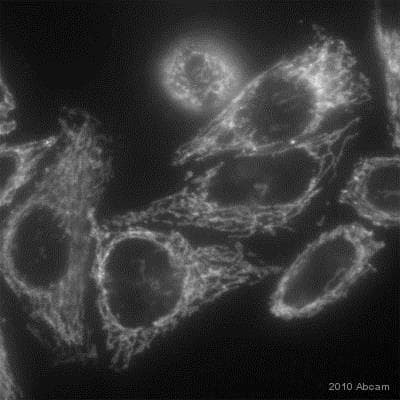 Anti-TOMM20 antibody [4F3] - BSA and Azide free(ab56783)
