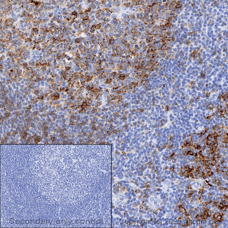 Anti-HLA-DR antibody [EPR3692] - BSA and Azide free(AB209968)