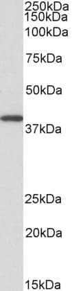 Anti-GNAQ antibody(AB113429)