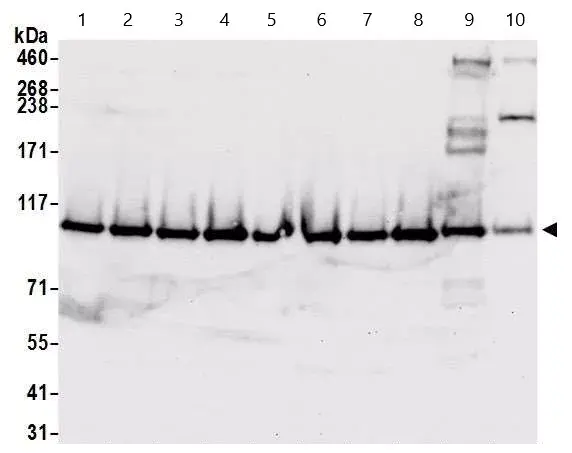 Anti-Rad21 antibody(AB992)