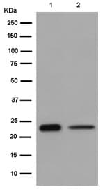 Lrrc20 Antibody Ep99772 Ab186416  Western Blot Img122829