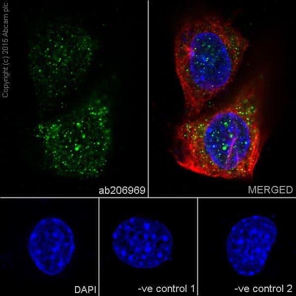Anti-Ras antibody [EPR18713-13] - BSA and Azide free(AB238444)
