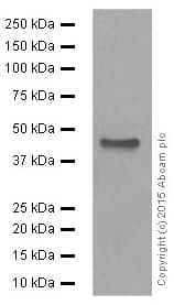 Anti-PAX5 antibody [EPR3730(2)](AB109443)