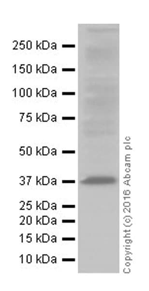 Anti-MTCO1 antibody [EPR19642](AB203917)
