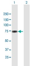 Anti-SP100 antibody(AB167605)