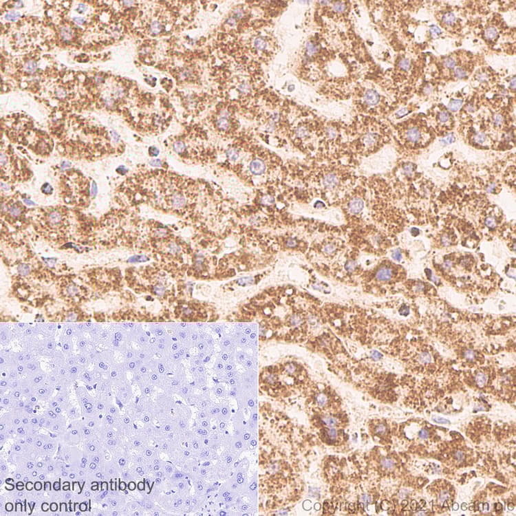 Anti-TOMM20 antibody [EPR15581-39] - Mouse IgG1 (Chimeric)(AB283317)