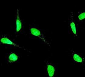 Anti-YY1 antibody [EPR4652] - BSA and Azide free(AB232573)